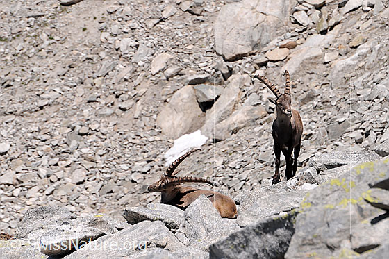 Foto: Steinwild: Steinböcke (Capra ibex) in einer Geröllhalde. Der liegende Steinbock kratzt sich mit den mächtigen Hörnern.
Lat.: Capra ibex
Ordnung: Artiodactyla (Paarhufer)
Familie: Bovidae (Hornträger)
Unterfamilie: Antilopinae
Gattung: Capra (Ziegen)