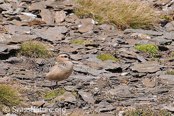 Foto: Mornellregenpfeifer (Eudromias morinellus). Sein Gefieder weist die selben Farben wie die Umgebung auf. Die Tarnung ist perfekt.
