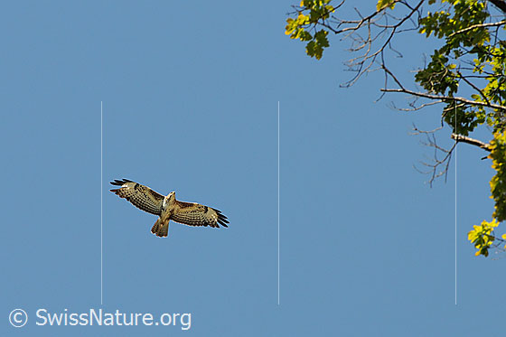Foto: Flugbild eines Mäusebussards (Buteo buteo)
Lat.: Buteo buteo
Ordnung: Accipitriformes (Greifvögel)
Familie: Accipitridae (Habichtartige)
Unterfamilie: Buteoninae (Bussardartige)
Gattung: Buteo (Bussarde)