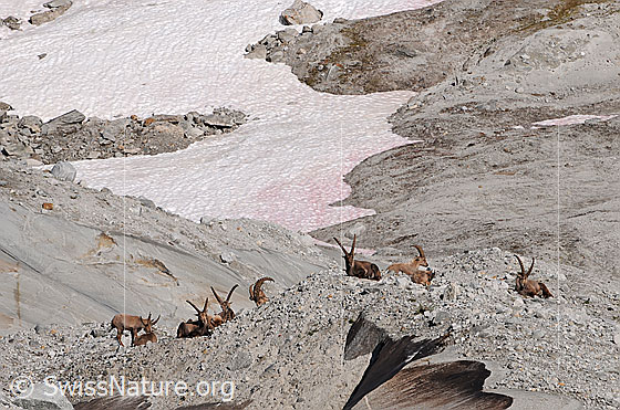 Foto: Rudel Steinböcke (Capra ibex, Bockrudel) ruht in Geröllfeld.
Steinbock
Lat.: Capra ibex
Ordnung: Artiodactyla (Paarhufer)
Familie: Bovidae (Hornträger)
Unterfamilie: Antilopinae
Gattung: Capra (Ziegen)