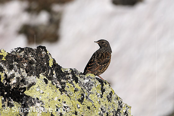 Foto: Alpenbraunelle (Prunella collaris) auf Felsblock sitzend.
Lat.: Prunella collaris
Ordnung: Passeriformes (Sperlingsvögel)
Unterordnung: Passeri (Singvögel)
Familie: Prunellidae (Braunellen)
Gattung: Prunella (Braunellen)