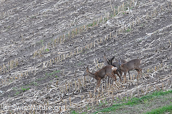 Foto: Rehe (Capreolus capreolus) auf einem abgeernteten Acker
Lat.: Capreolus capreolus
Ordnung: Artiodactyla (Paarhufer)
Familie: Cervidae (Hirsche)
Unterfamilie: Capreolinae (Trughirsche)
Gattung: Capreolus (Rehe)