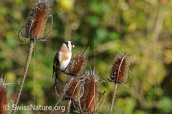 Foto: Distelfink (Carduelis carduelis) auf Karde sitzend. Die Samen der wilden Karde dienen dem Singvogel als Nahrung.