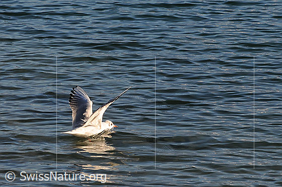 Foto: Möwe beim Abflug
Silbermöwe (Larus argentatus).
Lat.: Larus argentatus
Ordnung: Charadriiformes (Regenpfeiferartige)
Familie: Laridae (Möwenverwandte)
Unterfamilie: Larinae (Möwen)
Gattung: Larus