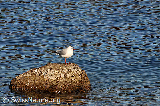 Foto: Möwe auf Stein