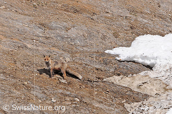 Foto: Rotfuchs in felsigem Gelände recht gut getarnt
Lat.: Vulpes vulpes