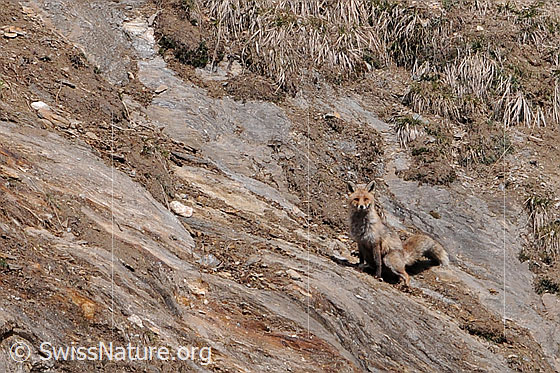 Foto: Fuchs beim Markieren
Rotfuchs
Lat.: Vulpes vulpes
