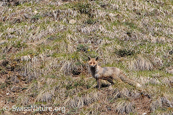 Foto: Rotfuchs auf Alpweide
Lat.: Vulpes vulpes