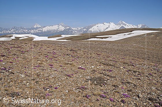 Photo: Northern part of habitat no. 5.