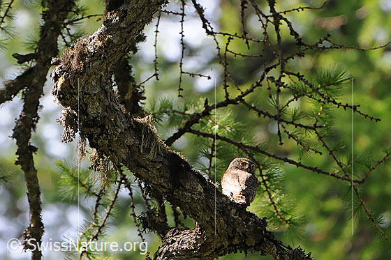 Photo: Aegolius funereus. Perched on a larch branch. This is a young bird. It is interesting to see how far the owl can turn its head.
Lat.: Aegolius funereus
Ordnung: Strigiformes
Family: Strigidae
Genus: Aegolius