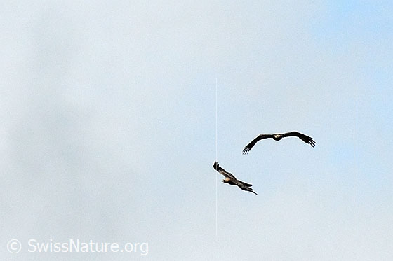 Foto: Zwei Steinadler (Aquila chrysaetos) im Flug
Lat.: Aquila chrysaetos
Ordnung: Accipitriformes (Greifvögel)
Familie: Accipitridae (Habichtartige)
Unterfamilie: Aquilinae
Gattung: Aquila (Echte Adler)