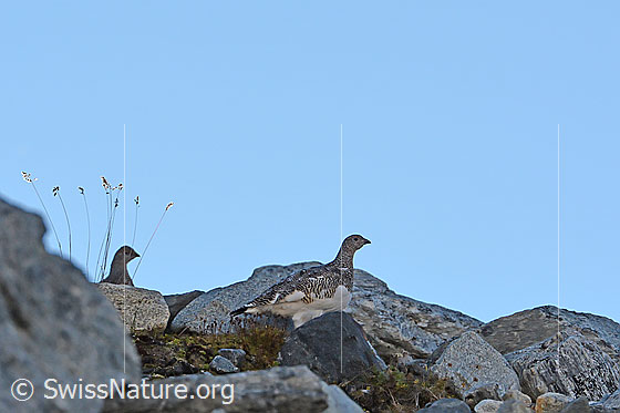Foto: Zwei Schneehühner (Lagopus mutus) unterwegs zwischen Felsblöcken.
Alpenschneehuhn
Lat.: Lagopus mutus
Ordnung: Galliformes (Hühnervögel)
Familie: Phasianidae (Fasanenartige)
Unterfamilie: Tetraoninae (Raufusshühner)
Gattung: Lagopus (Schneehühner)