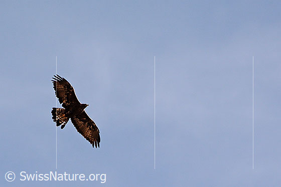 Foto: Flugbild eines Steinadlers (Aquila chrysaetos).
Lat.: Aquila chrysaetos
Ordnung: Accipitriformes (Greifvögel)
Familie: Accipitridae (Habichtartige)
Unterfamilie: Aquilinae
Gattung: Aquila (Echte Adler)