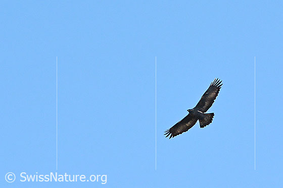 Foto: Steinadler (Aquila chrysaetos) im Flug.
Lat.: Aquila chrysaetos
Ordnung: Accipitriformes (Greifvögel)
Familie: Accipitridae (Habichtartige)
Unterfamilie: Aquilinae
Gattung: Aquila (Echte Adler)