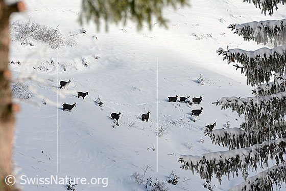 Foto: Gämsrudel (Rupicapra rupicapra) in winterlicher Umgebung.
Gemse
Lat.: Rupicapra rupicapra
Ordnung: Artiodactyla (Paarhufer)
Familie: Bovidae (Hornträger)
Gattung: Rupicapra (Gämsen)
