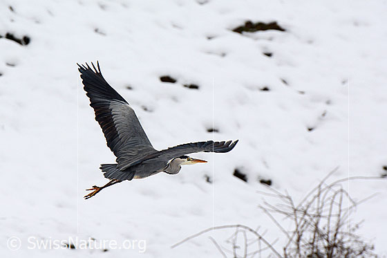 Foto: Startender Fischreiher (Ardea cinerea). Dieser Reiher wird auch Graureiher genannt.
Umgebung: Wald und Bach am Rand eines Siedlungsgebietes. Höhe ca. 570m ü.M.
Lat.: Ardea cinerea
Ordnung: Pelecaniformes (Pelikanverwandte)
Familie: Ardeidae (Reiher)
Unterfamilie: Ardeinae
Gattung: Ardea