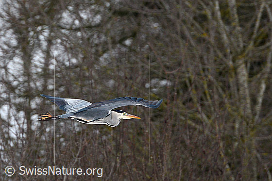 Foto: Fischreiher (Ardea cinerea) im Flug.
Umgebung: Wald und Bach am Rand eines Siedlungsgebietes. Höhe ca. 570m ü.M.
Graureiher
Lat.: Ardea cinerea
Ordnung: Pelecaniformes (Pelikanverwandte)
Familie: Ardeidae (Reiher)
Unterfamilie: Ardeinae
Gattung: Ardea