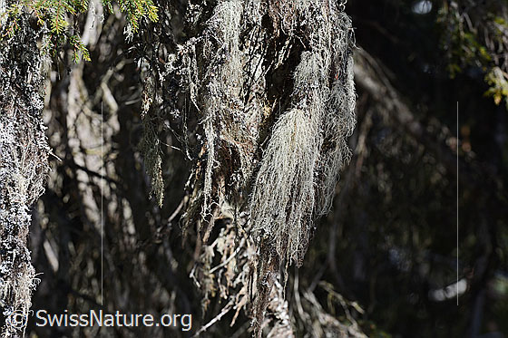 Foto: Flechte. Genaue Art wird noch bestimmt.