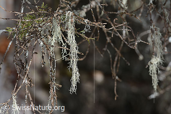 Foto: Flechte. Genaue Art wird noch bestimmt.