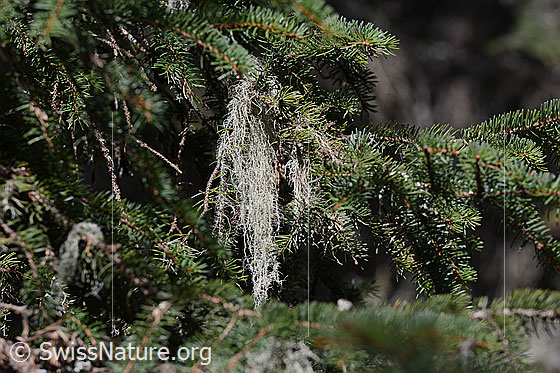 Foto: Flechte am Ast einer Tanne.