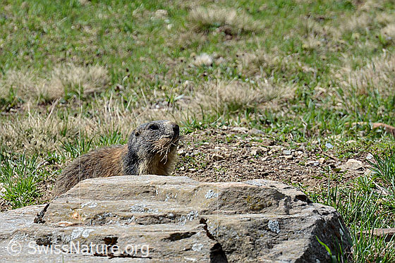 Foto: Murmeltier mit Heubüschel im Mund.
Ordnung: Rodentia (Nagetiere)
Familie: Sciuridae (Hörnchen)
Unterfamilie: Xerinae (Erdhörnchen)
Gattung: Marmota