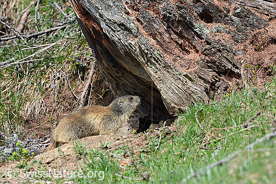 Foto: Murmeltier am Eingang seines Baus, welcher sich am Fuss einer Lärche befindet.
Ordnung: Rodentia (Nagetiere)
Familie: Sciuridae (Hörnchen)
Unterfamilie: Xerinae (Erdhörnchen)
Gattung: Marmota