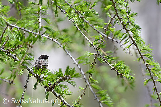 Foto: Tannenmeise (Periparus ater) in Lärche.
Lat.: Periparus ater, Syn.: Parus ater.
Ordnung: Passeriformes (Sperlingsvögel)
Unterordnung: Passeri (Singvögel)
Familie: Paridae (Meisen)
Gattung: Periparus