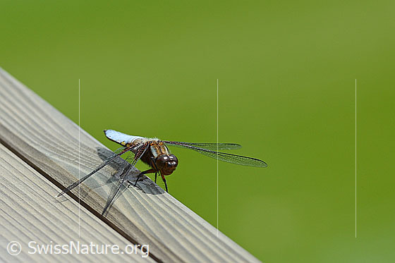 Foto: Plattbauch Libelle
Lat.: Libellula depressa