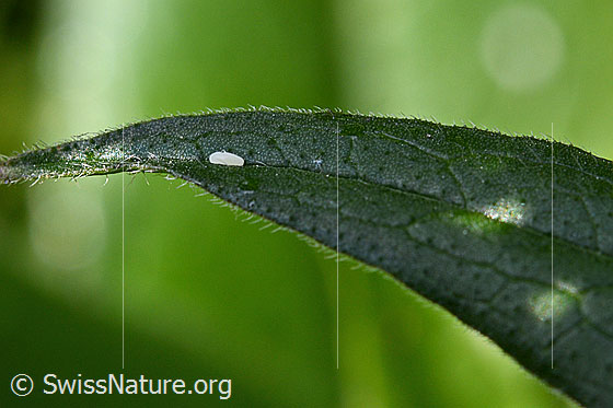 Foto: Ei eines Insekts.
Eigelege einer Schwebefliege auf einem Blatt.