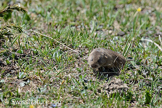 Photo: Mouse (Microtus arvalis) running across a meadow.
Lat.: Microtus arvalis
Family: Cricetidae
Subfamily: Arvicolinae
Genus: Microtus