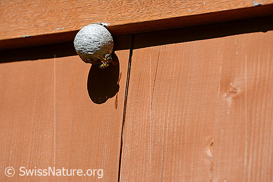 Foto: Wespennest der Deutschen Wespe im Aufbau.
Lat.: Vespula germanica