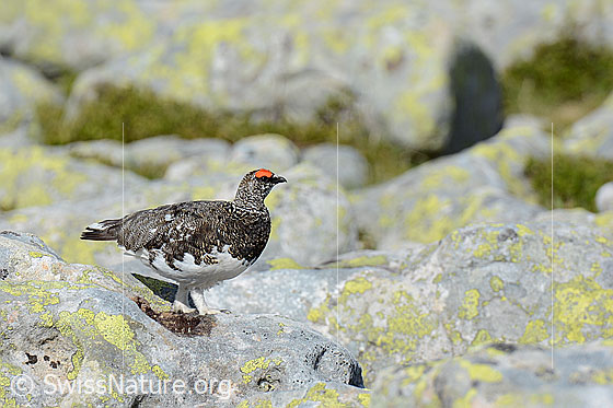 Foto: Schneehuhn (Lagopus mutus, Männchen) unterwegs in felsigem Gelände.
Lat.: Lagopus mutus
Ordnung: Galliformes (Hühnervögel)
Familie: Phasianidae (Fasanenartige)
Unterfamilie: Tetraoninae (Raufusshühner)
Gattung: Lagopus (Schneehühner)