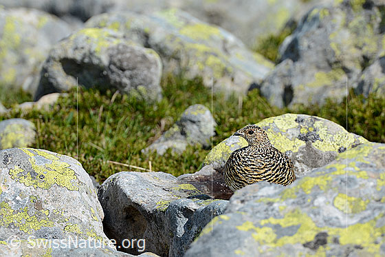 Foto: Schneehuhn (Lagopus mutus, Weibchen) auf Fels.
Lat.: Lagopus mutus
Ordnung: Galliformes (Hühnervögel)
Familie: Phasianidae (Fasanenartige)
Unterfamilie: Tetraoninae (Raufusshühner)
Gattung: Lagopus (Schneehühner)