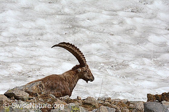 Foto: Ruhender Steinbock (Capra ibex).
Lat.: Capra ibex
Ordnung: Artiodactyla (Paarhufer)
Familie: Bovidae (Hornträger)
Unterfamilie: Antilopinae
Gattung: Capra (Ziegen)