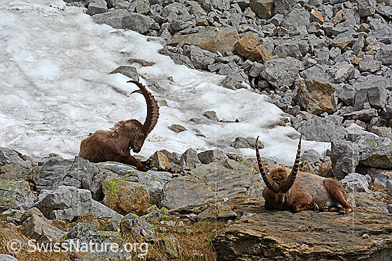 Foto: Ruhende Steinböcke (Capra ibex)
Lat.: Capra ibex
Ordnung: Artiodactyla (Paarhufer)
Familie: Bovidae (Hornträger)
Unterfamilie: Antilopinae
Gattung: Capra (Ziegen)