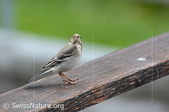 Foto: Junge Bachstelze (Motacilla alba) auf Geländer.
Lat.: Motacilla alba
Familie: Motacillidea (Stelzen und Pieper)
Unterordnung: Passeriformes (Sperlingsvögel)