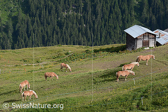 Foto: Hauspferde (Equus caballus) auf Pferdeweide im Berggebiet.
Umgebung: Alpweide im Berggebiet ca. 2000m.ü.M. (Saflischmatta am Breithorn, Binntal)
Lat.: Equus caballus
Familie: Equidae (Pferde)
Gattung: Equus (Pferde)