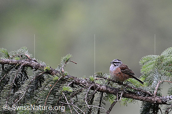 Foto: Zippammer (Emberiza cia) auf Ast sitzend.
Lat.: Emberiza cia
Ordnung: Passeriformes (Sperlingsvögel)
Unterordnung: Passeri (Singvögel)
Familie: Emberizidae (Ammern)
Gattung: Emberiza (Ammern)