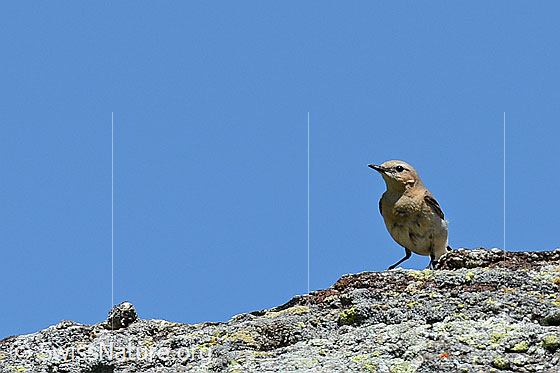 Foto: Bergpieper (Anthus spinoletta) auf Felskante sitzend.
Lat.: Anthus spinoletta
Ordnung: Passeriformes (Sperlingsvögel)
Unterordnung: Passeri (Singvögel)
Familie: Motacillidae (Stelzen und Pieper)
Gattung: Anthus (Pieper)