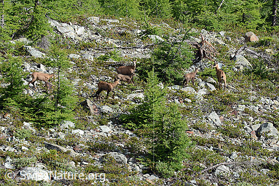 Foto: Gämsen (Rupicapra rupicapra) im lichten Lärchenwald.
Lat.: Rupicapra rupicapra
Ordnung: Artiodactyla (Paarhufer)
Familie: Bovidae (Hornträger)
Gattung: Rupicapra (Gämsen)