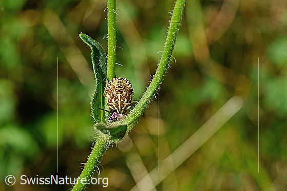 Foto: Larve (Nymphe) der Spitzbauchwanze (Troilus luridus)
Umgebung: Blumenwiese, ca. 1530m ü.M.
Lat.: Troilus luridus
Familie: Pentatomidae (Baumwanzen)