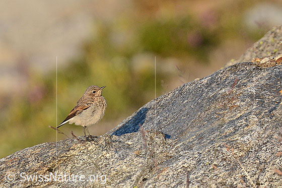 Foto: Bergpieper (Anthus spinoletta), Jungvogel
Lat.: Anthus spinoletta
Ordnung: Passeriformes (Sperlingsvögel)
Unterordnung: Passeri (Singvögel)
Familie: Motacillidae (Stelzen und Pieper)
Gattung: Anthus (Pieper)