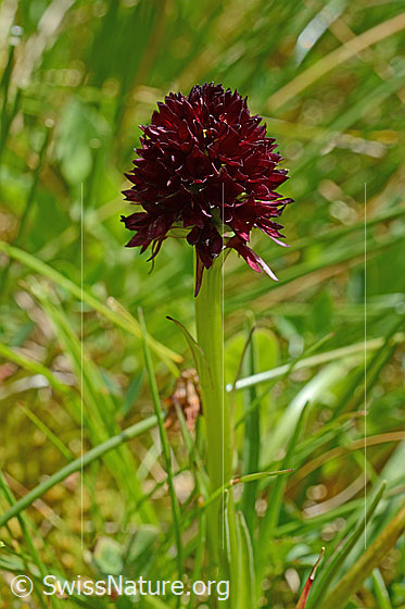 Foto: Schwarzes Männertreu (Nigritella rhellicani). Blütenstand und Stängel. Wird auch Schwarzes Kohlröschen genannt.
Umgebung: Magerrasen.
Lat.: Nigritella nigra
Familie: Orchidaceae (Orchideen)
Gattung: Nigritella (Kohlröschen)