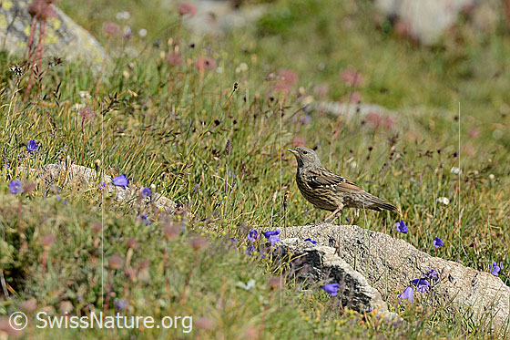 Foto: Alpenbraunelle (Prunella collaris) auf Stein in Blumenwiese.
Lat.: Prunella collaris
Ordnung: Passeriformes (Sperlingsvögel)
Unterordnung: Passeri (Singvögel)
Familie: Prunellidae (Braunellen)
Gattung: Prunella (Braunellen)