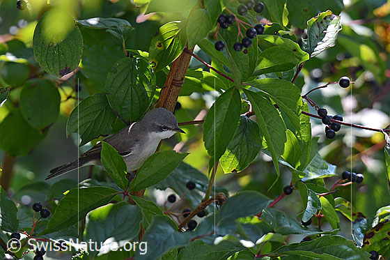 Foto: Gartengrasmücke (Sylvia borin) in Beerenstrauch