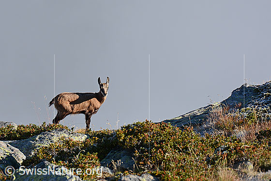 Foto: Gämse (Rupicapra rupicapra) in alpiner Umgebung.
Lat.: Rupicapra rupicapra
Ordnung: Artiodactyla (Paarhufer)
Familie: Bovidae (Hornträger)
Gattung: Rupicapra (Gämsen)