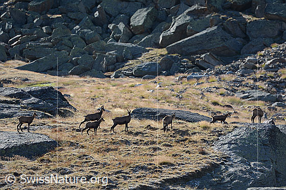 Foto: Gämsrudel (Rupicapra rupicapra) in alpiner Umgebung.
Lat.: Rupicapra rupicapra
Ordnung: Artiodactyla (Paarhufer)
Familie: Bovidae (Hornträger)
Gattung: Rupicapra (Gämsen)
