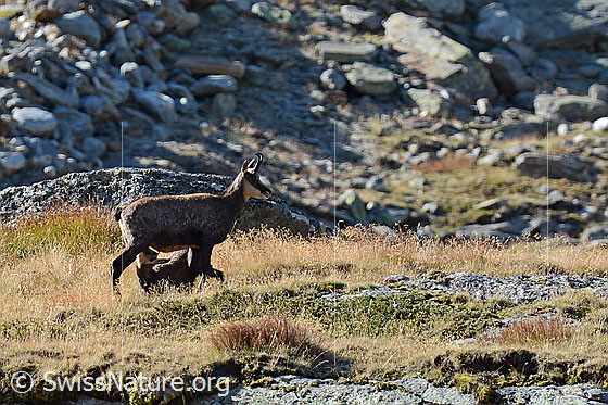 Foto: Gämse (Rupicapra rupicapra) mit säugendem Jungtier.
Lat.: Rupicapra rupicapra
Ordnung: Artiodactyla (Paarhufer)
Familie: Bovidae (Hornträger)
Gattung: Rupicapra (Gämsen)