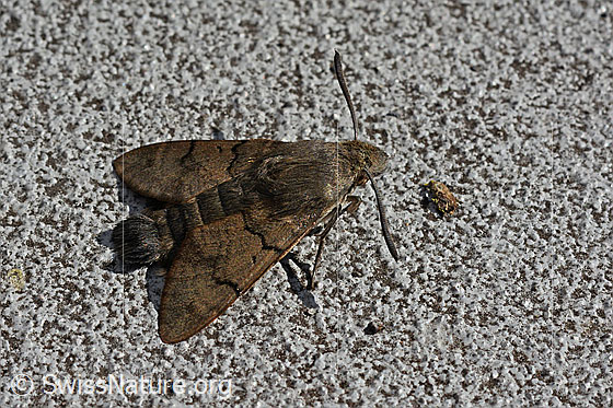 Photo: Macroglossum stellatarum, for once not in flight, but at rest.
