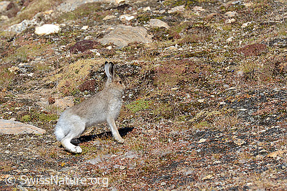 Schneehase (Lepus timidus)